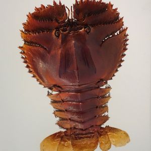 動物事典 ウチワエビ [ Ibacus ciliatus ] 