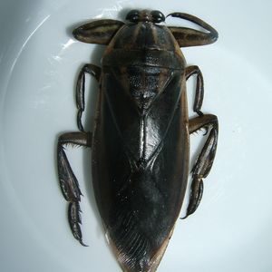 動物事典 タイワンタガメ [ Lethocerus indicus ] 